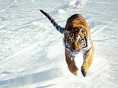 The Siege, Siberian Tiger copia
